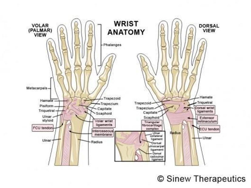 wrist-sprain-anatomy