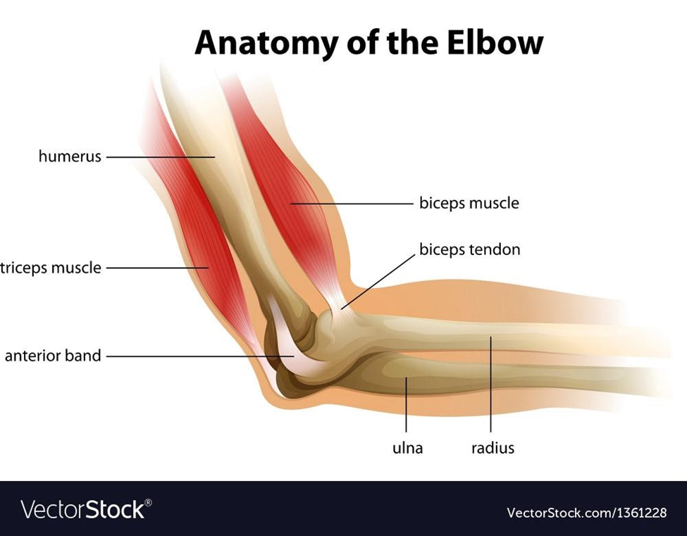 anatomy-of-elbow-diagram