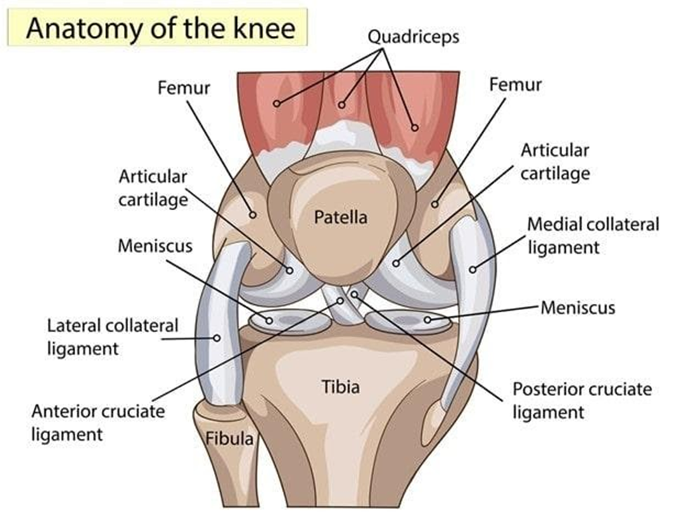 arthroscopic-anatomy-of-the-knee