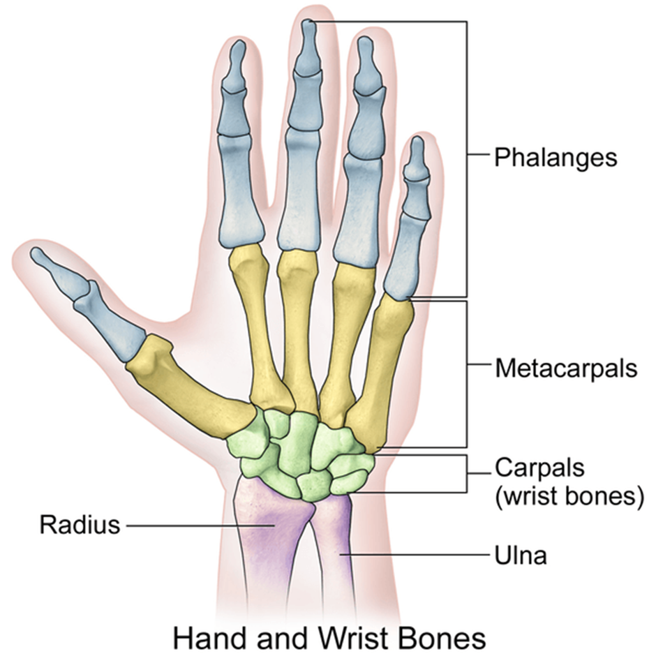hand-wrist-fracture-anatomy