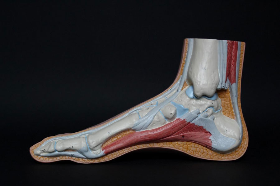 Foot and Ankle model